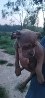 Chocolate Tri Female , a female Olde English Bulldogge for sale in South Hill, VA – 2 of 8