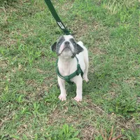 Speck Male, a male Olde English Bulldogge for sale in South Hill, VA – 5 of 5