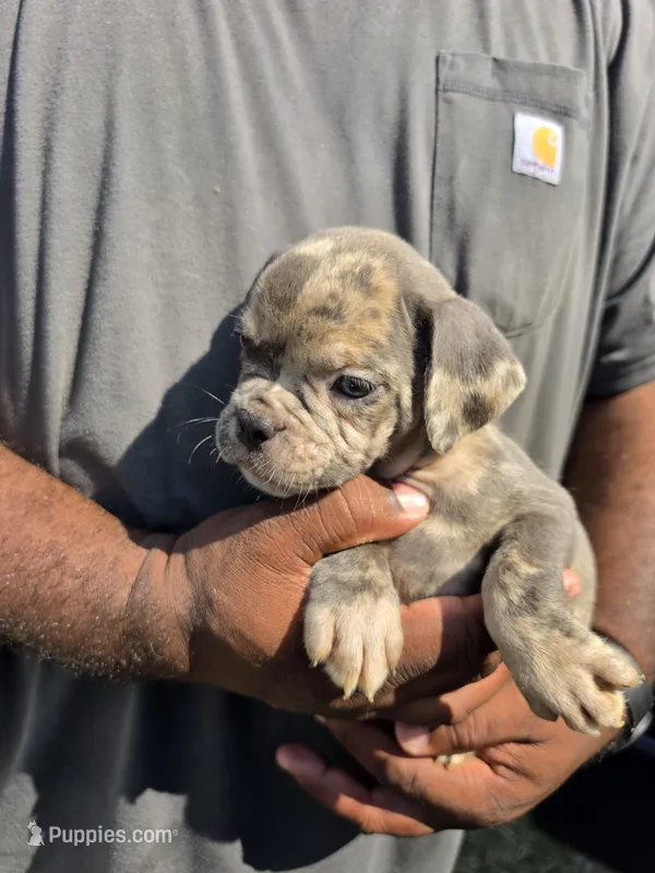 Merle Female – Olde English Bulldogge puppy for sale in South Hill, VA