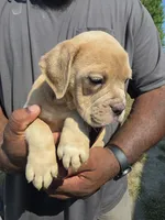 Cryptic Merle Female, a female Olde English Bulldogge for sale in South Hill, VA – 2 of 4