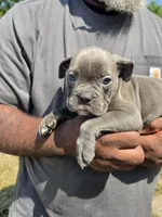 Blue Male, a male Olde English Bulldogge for sale in South Hill, VA – 4 of 6