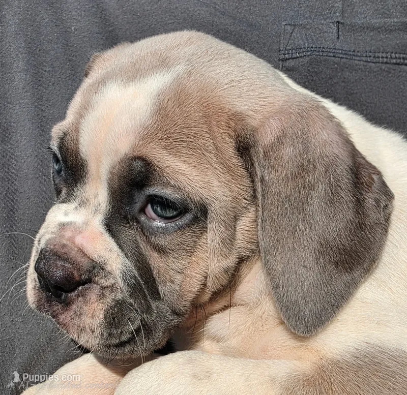 Pugsley Male – Olde English Bulldogge puppy for sale in South Hill, VA