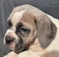 Pugsley Male, a male Olde English Bulldogge for sale in South Hill, VA – 1 of 4
