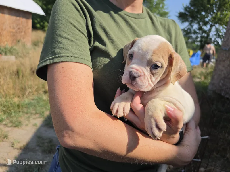 White Fawn Female  – Olde English Bulldogge puppy for sale in South Hill, VA