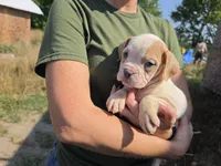 White Fawn Female , a female Olde English Bulldogge for sale in South Hill, VA – 2 of 3