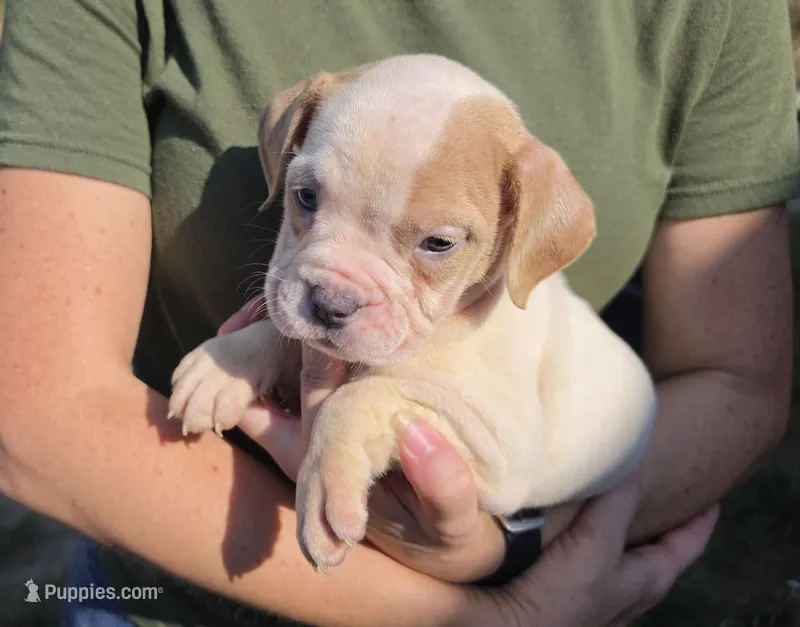 White Fawn Female  – Olde English Bulldogge puppy for sale in South Hill, VA