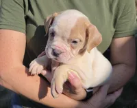 White Fawn Female , a female Olde English Bulldogge for sale in South Hill, VA – 1 of 3