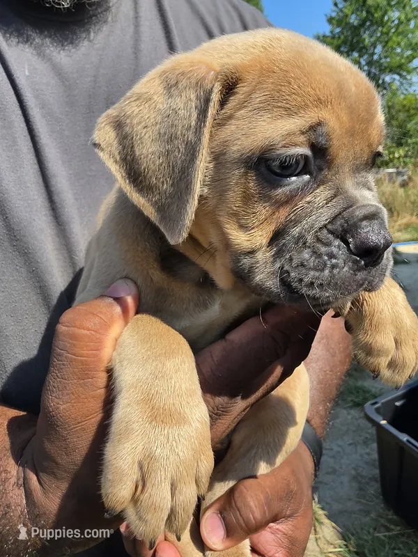 Brown Male – Olde English Bulldogge puppy on hold in South Hill, VA