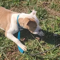 Olive, a female Olde English Bulldogge for sale in South Hill, VA – 4 of 7