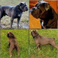Olive, a female Olde English Bulldogge for sale in South Hill, VA – 7 of 7