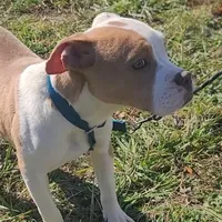 Olive, a female Olde English Bulldogge for sale in South Hill, VA – 1 of 7