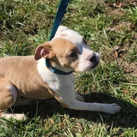 Olive, a female Olde English Bulldogge for sale in South Hill, VA – 5 of 7