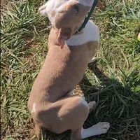 Olive, a female Olde English Bulldogge for sale in South Hill, VA – 2 of 7
