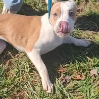 Olive, a female Olde English Bulldogge for sale in South Hill, VA – 3 of 7