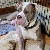 Olive, a female Olde English Bulldogge for sale in South Hill, VA – 6 of 7