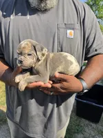 Merle Female, a female Olde English Bulldogge for sale in South Hill, VA – 3 of 6