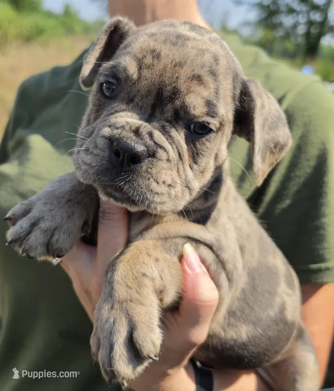 Merle Male 2 – Olde English Bulldogge puppy for sale in South Hill, VA
