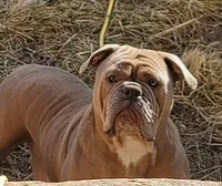 Merle Female, a female Olde English Bulldogge for sale in South Hill, VA – 5 of 6