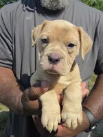 Cryptic Merle Female, a female Olde English Bulldogge for sale in South Hill, VA – 1 of 4