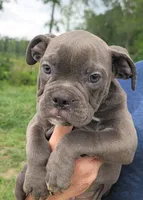 Blue Male, a male Olde English Bulldogge for sale in South Hill, VA – 3 of 6