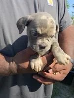 Merle Female, a female Olde English Bulldogge for sale in South Hill, VA – 2 of 6