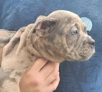 Merle Male 1, a male Olde English Bulldogge for sale in South Hill, VA – 2 of 8