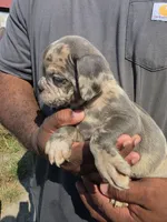 Merle Female, a female Olde English Bulldogge for sale in South Hill, VA – 4 of 6