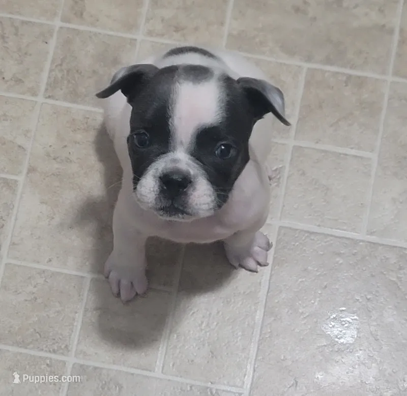 Speck Male – Olde English Bulldogge puppy for sale in South Hill, VA