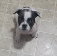 Speck Male, a male Olde English Bulldogge for sale in South Hill, VA – 1 of 5