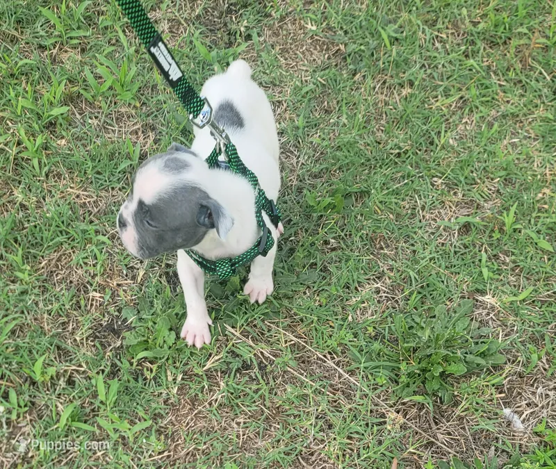 Blue White Male – Olde English Bulldogge puppy for sale in South Hill, VA