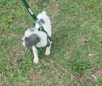 Speck Male, a male Olde English Bulldogge for sale in South Hill, VA – 4 of 5