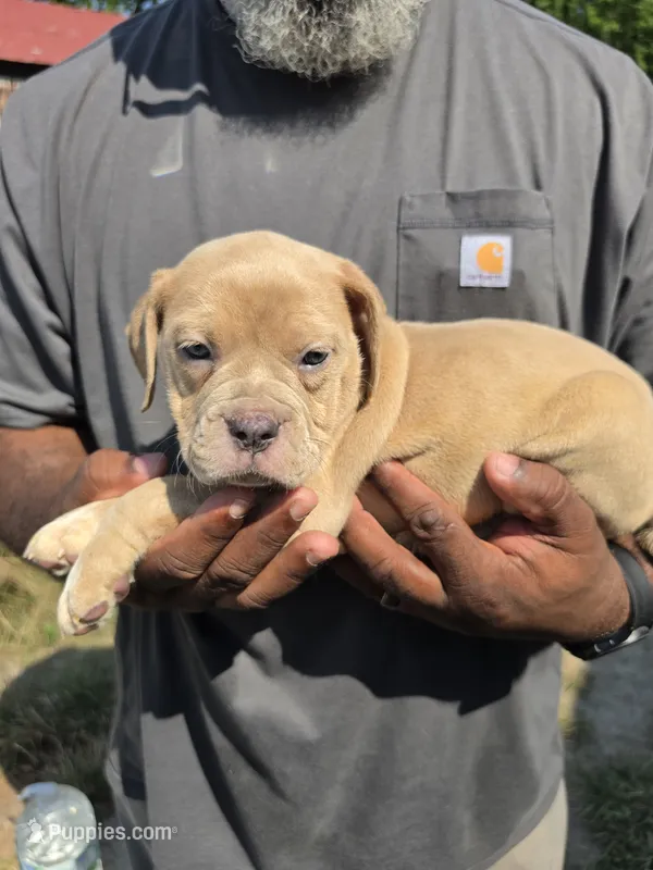 Cryptic Merle Female – Olde English Bulldogge puppy for sale in South Hill, VA