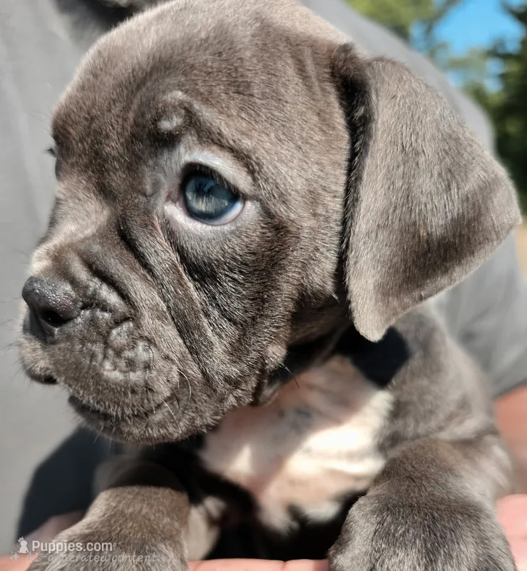 Blue Female  – Olde English Bulldogge puppy for sale in South Hill, VA