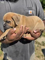 Brown Male, a male Olde English Bulldogge for sale in South Hill, VA – 3 of 3