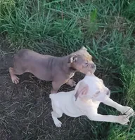 Chocolate Tri Female , a female Olde English Bulldogge for sale in South Hill, VA – 3 of 8