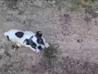 Blue White Male, a male Olde English Bulldogge for sale in South Hill, VA – 2 of 8