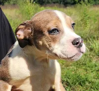 Female 2, a female Olde English Bulldogge for sale in Kenbridge, VA – Photo 2 of 3