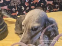 Happy, a male Dachshund for sale in Downey, ID – Photo 4 of 10