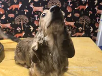 Happy, a male Dachshund for sale in Downey, ID – Photo 6 of 10