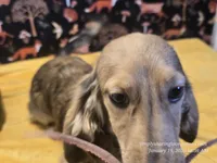 Happy, a male Dachshund for sale in Downey, ID – Photo 3 of 10