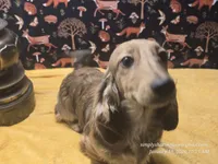 Happy, a male Dachshund for sale in Downey, ID – Photo 5 of 10