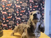 Happy, a male Dachshund for sale in Downey, ID – Photo 7 of 10