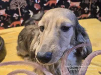 Happy, a male Dachshund for sale in Downey, ID – Photo 10 of 10