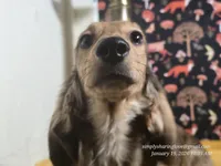 Happy, a male Dachshund for sale in Downey, ID – Photo 1 of 10