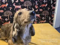 Happy, a male Dachshund for sale in Downey, ID – Photo 2 of 10