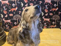 Happy, a male Dachshund for sale in Downey, ID – Photo 8 of 10