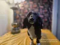 Sorin, a male Dachshund for sale in Downey, ID – Photo 7 of 9