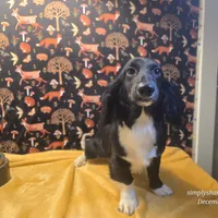 Sorin, a male Dachshund for sale in Downey, ID – Photo 1 of 9