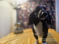 Sorin, a male Dachshund for sale in Downey, ID – Photo 6 of 9