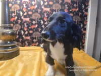 Sorin, a male Dachshund for sale in Downey, ID – Photo 5 of 9